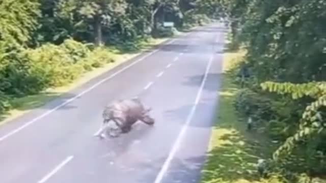 Rhino Get hit