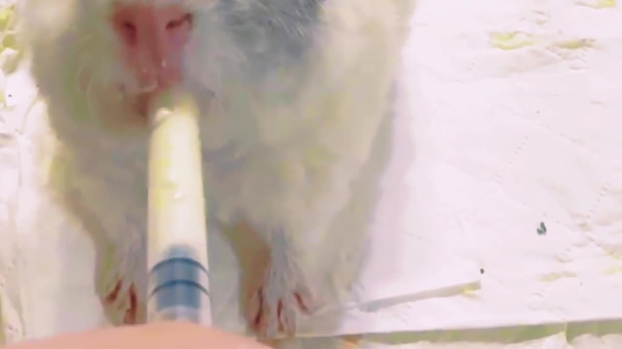 Hamster eating