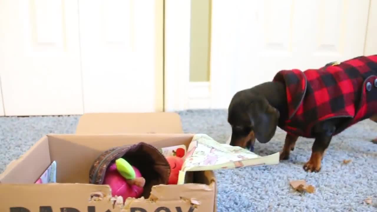 Crusoe Gets his BarkBox Delivered to his Igloo in Canada - (with Free Shipping!)