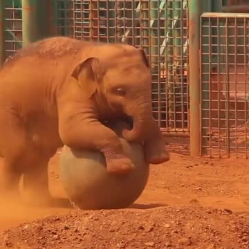 Baby elephant 🐘 playing with Ball