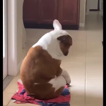 WHEN MY DOGGO HEARD HER FAVORITE SONG.mp4