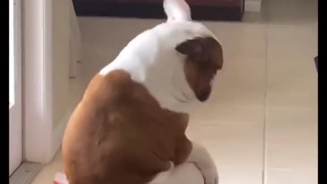 WHEN MY DOGGO HEARD HER FAVORITE SONG.mp4