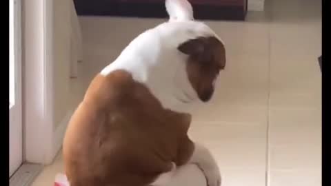 WHEN MY DOGGO HEARD HER FAVORITE SONG.mp4