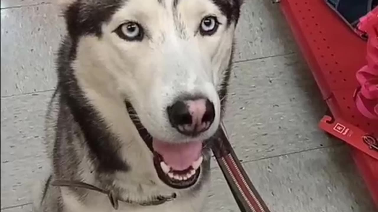 Loki the Husky Goes Christmas Shopping!