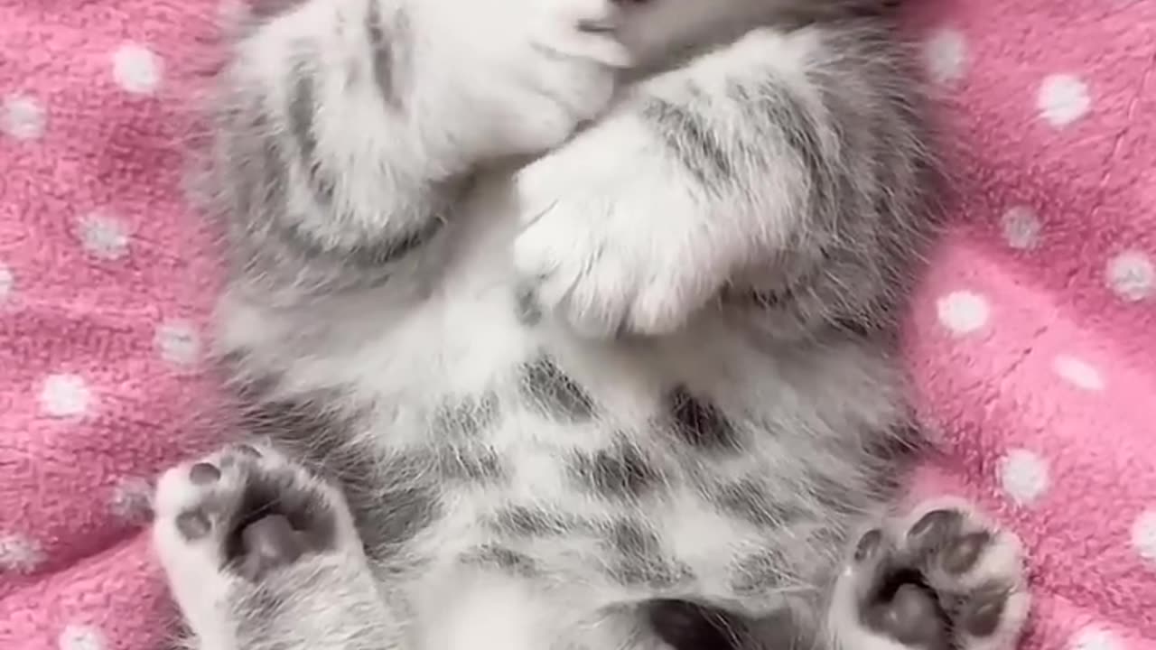 Funny cats and animals videos