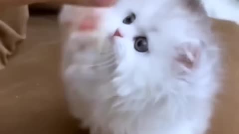 Cute cat