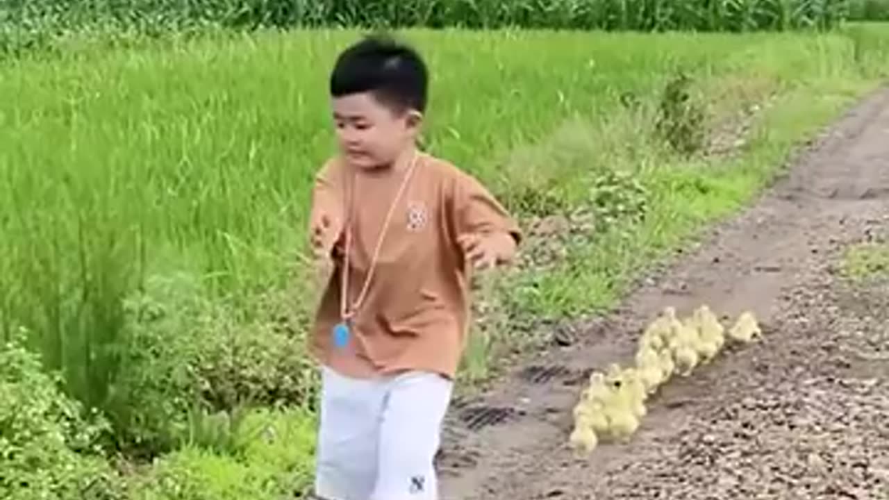 Ducklings follow kid around!