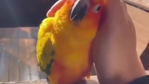 Funny animal birds shorts