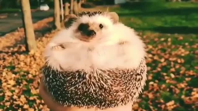 Hedgehog in the open air