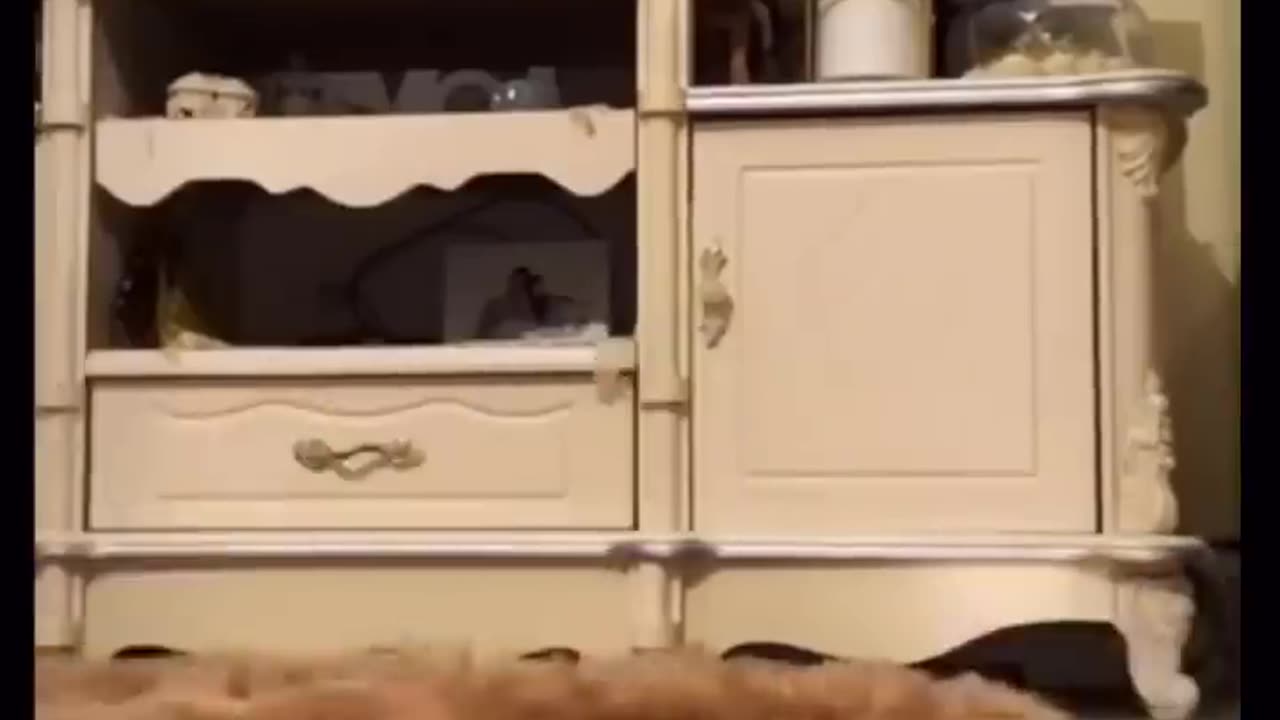 Best videos of crazy cats and dogs #888XXcute