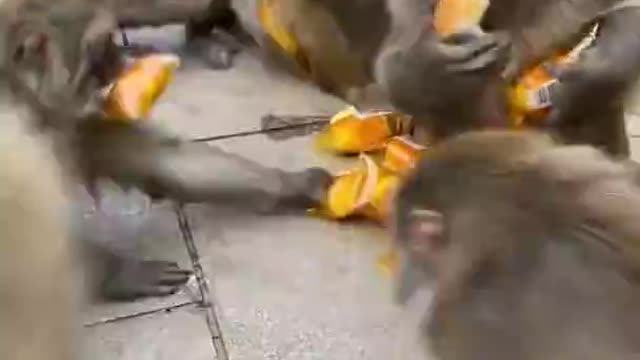Monkeys love sweets