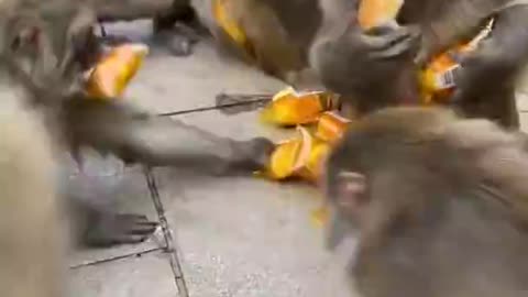 Monkeys love sweets