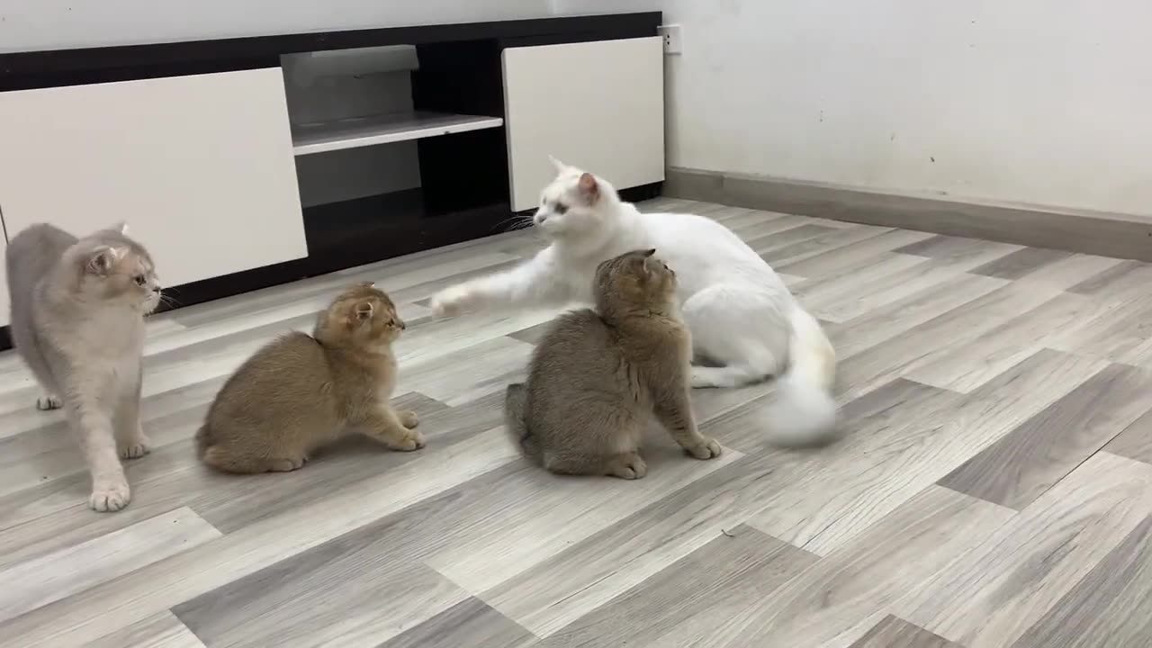 Cute kittens playing with new toy