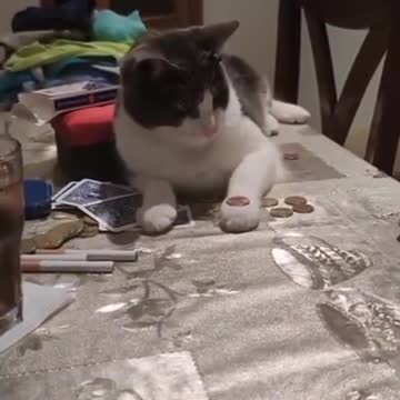 Dexterity of paws and no fraud