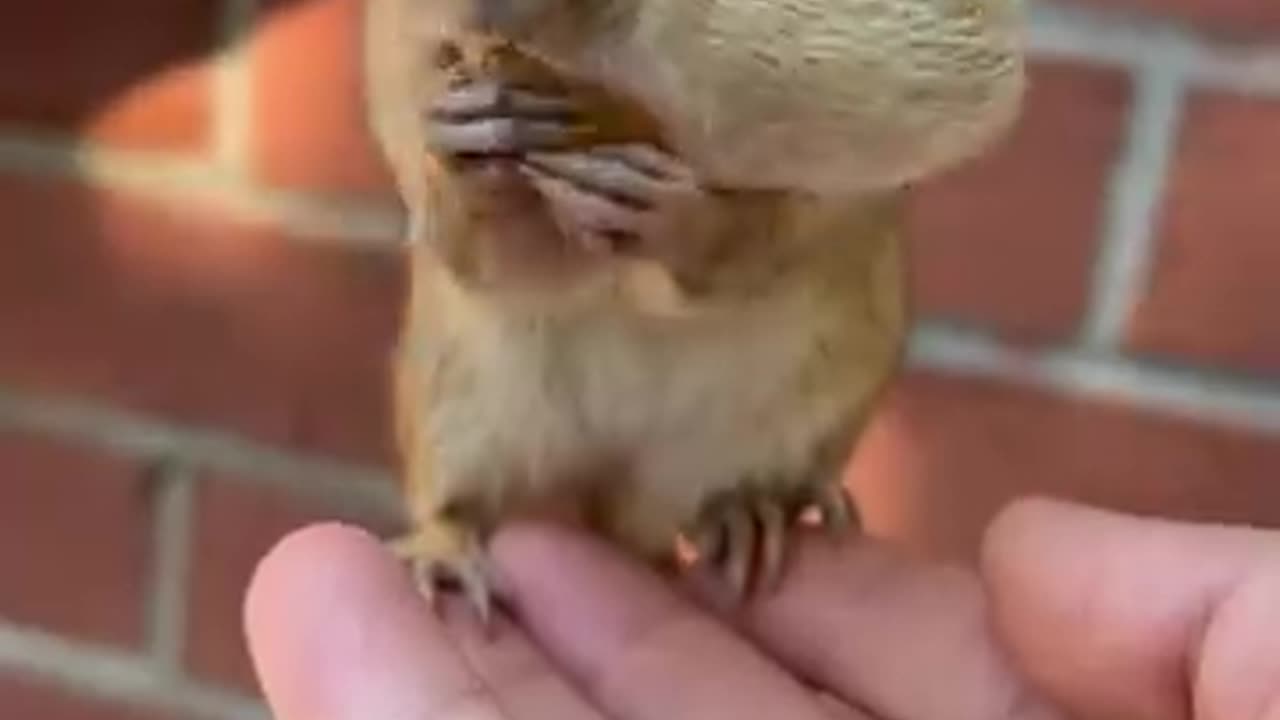 The Cute chipmunk is eating peanuts