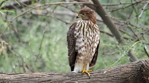 Cooper's Hawk