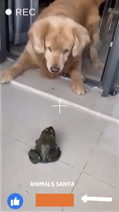 cute golden retriever