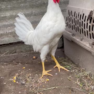 New Rooster