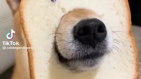 funny USA dog videos try not to laugh
