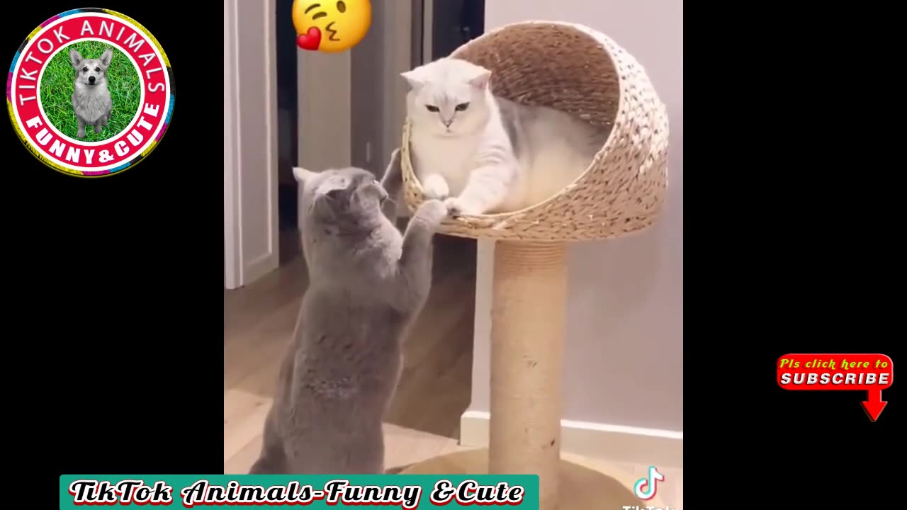 Funniest video 🤣 | funny moments | try not to laugh
