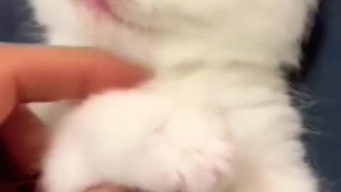 cute kitten