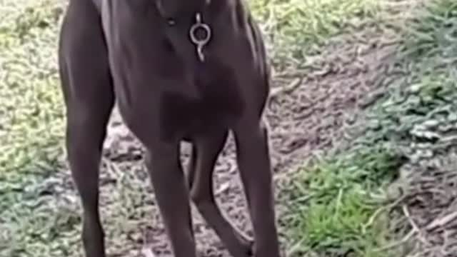 Funniest Animals Video Funny Dogs #funny #funnyvideo #funnyvideos #dog #funnydogs #doglover #animal