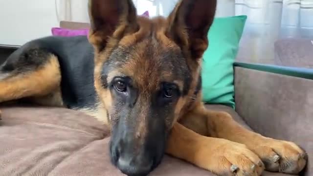 German Shepherd Puppy Hates when I touch his paw!