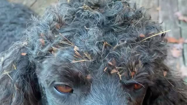 Poodle returns from hunting covered from head to tail in burrs