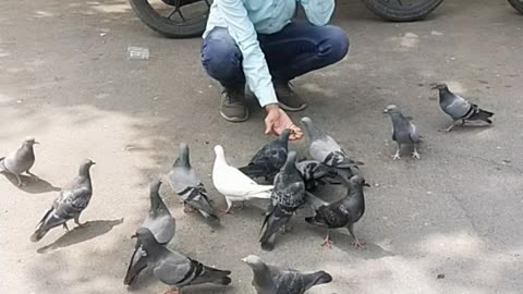 पंछी सुर में गाते है