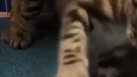 Kucing lucu dan imut berdansa