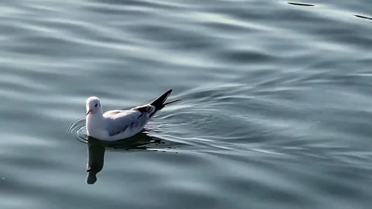 A cute bird with river water