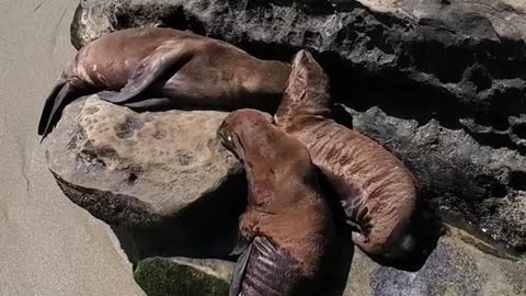 Baby Sea Lion chillin with Bros at the Cove!