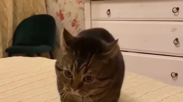 viral video of a talking cat