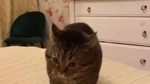 viral video of a talking cat