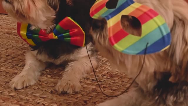 Rainbow Dog Fashionista😄