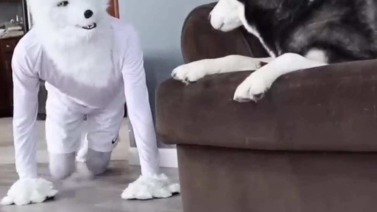 🤫🤫🤫🤫 husky pranked with 🐕🐕 dog 🤫🤫