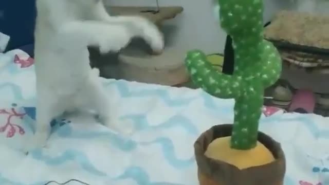 Cute cats