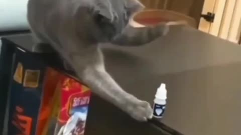 Cat funny moment