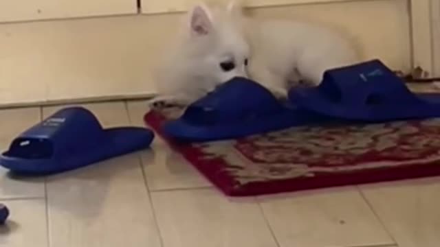 If you look at me, I will bite