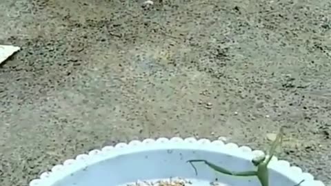 Insect vs Chicken