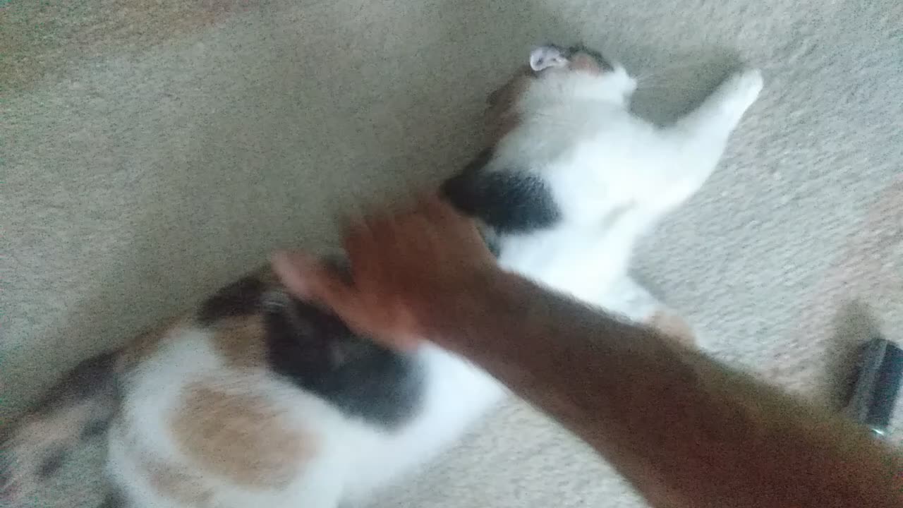 Is This Norma My Cat Likes to Be pet Rough, with a heavy Hand