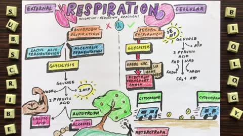 Respiration Aerobic and Anaerobic Respiration Bioenergetics Class 9 Biology In Pashto