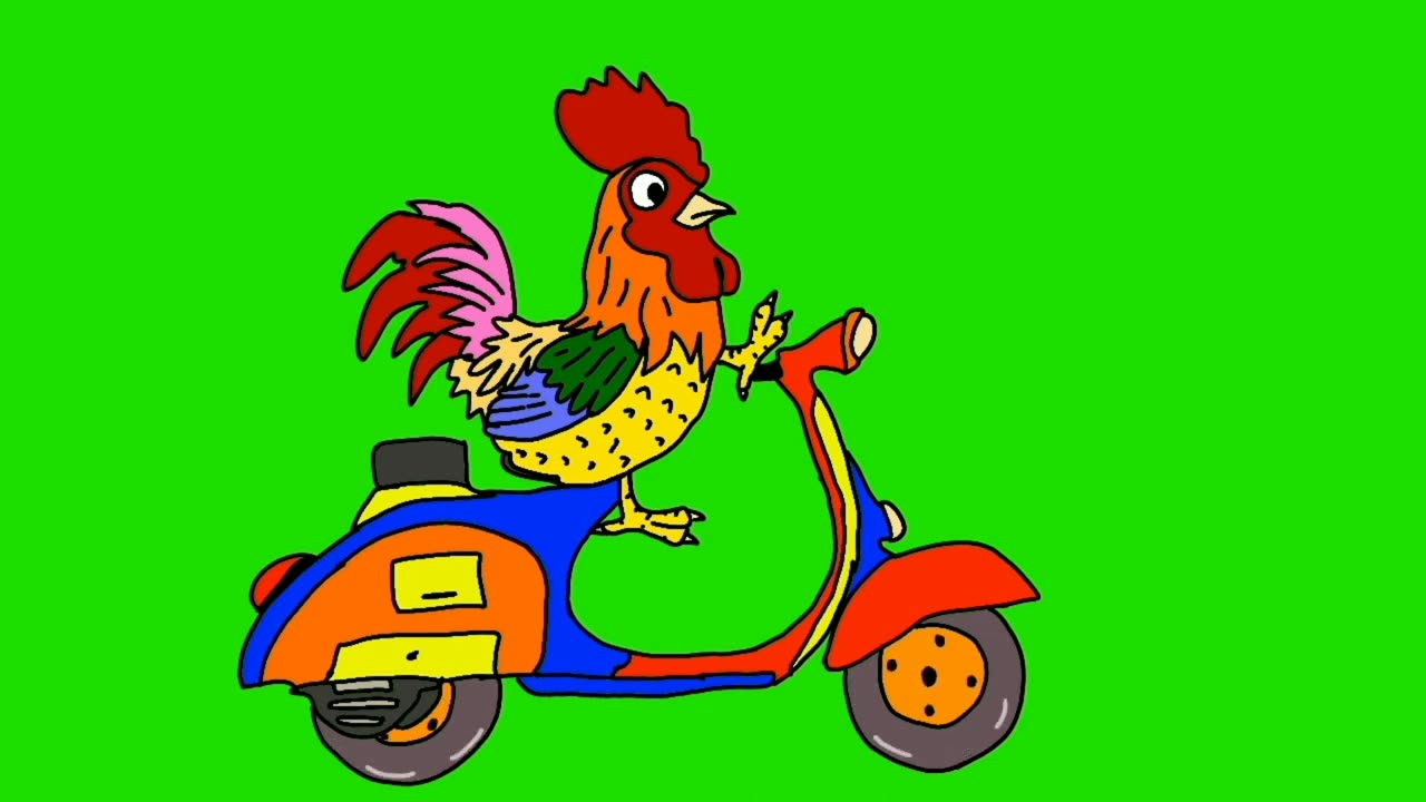 Lucu ayam bawak sepeda motor