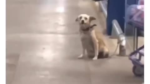 The cute doy says bye to every customer