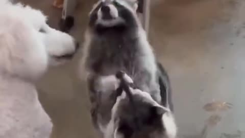 Popping Bubbles