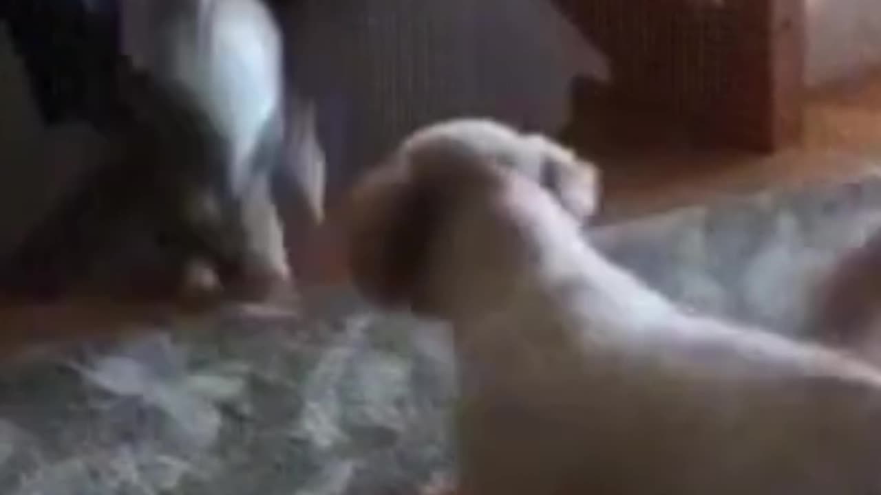 Super Funny Dog Videos