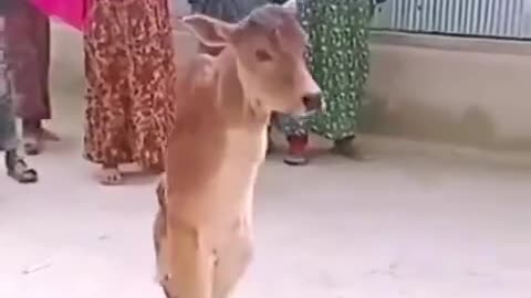 Cow 😭😭