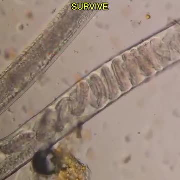 Cayenne Pepper kills human parasites