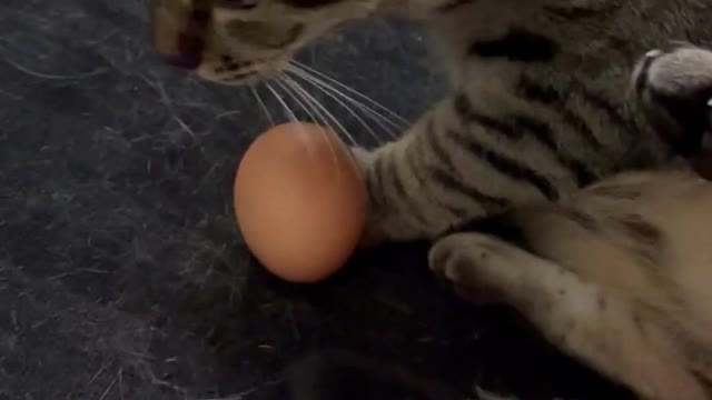 What Happens when you Give a Cat an Egg #2 - Cute Cats