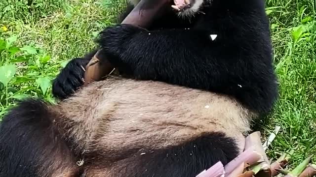 This Could Be Panda Cute's Worst Nightmare...
